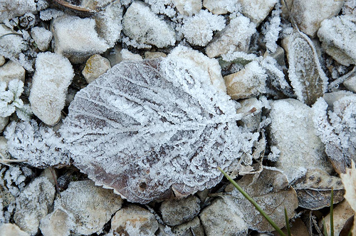 Hoja helada