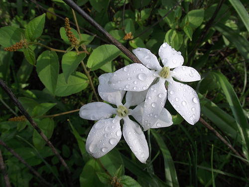 Flor mojada