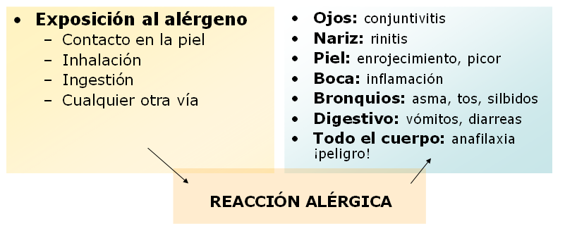 Fig.3.5. Esquema interacción proceso alérgico