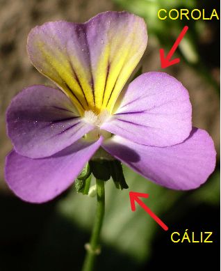 Fig.2.12. Realización propia.